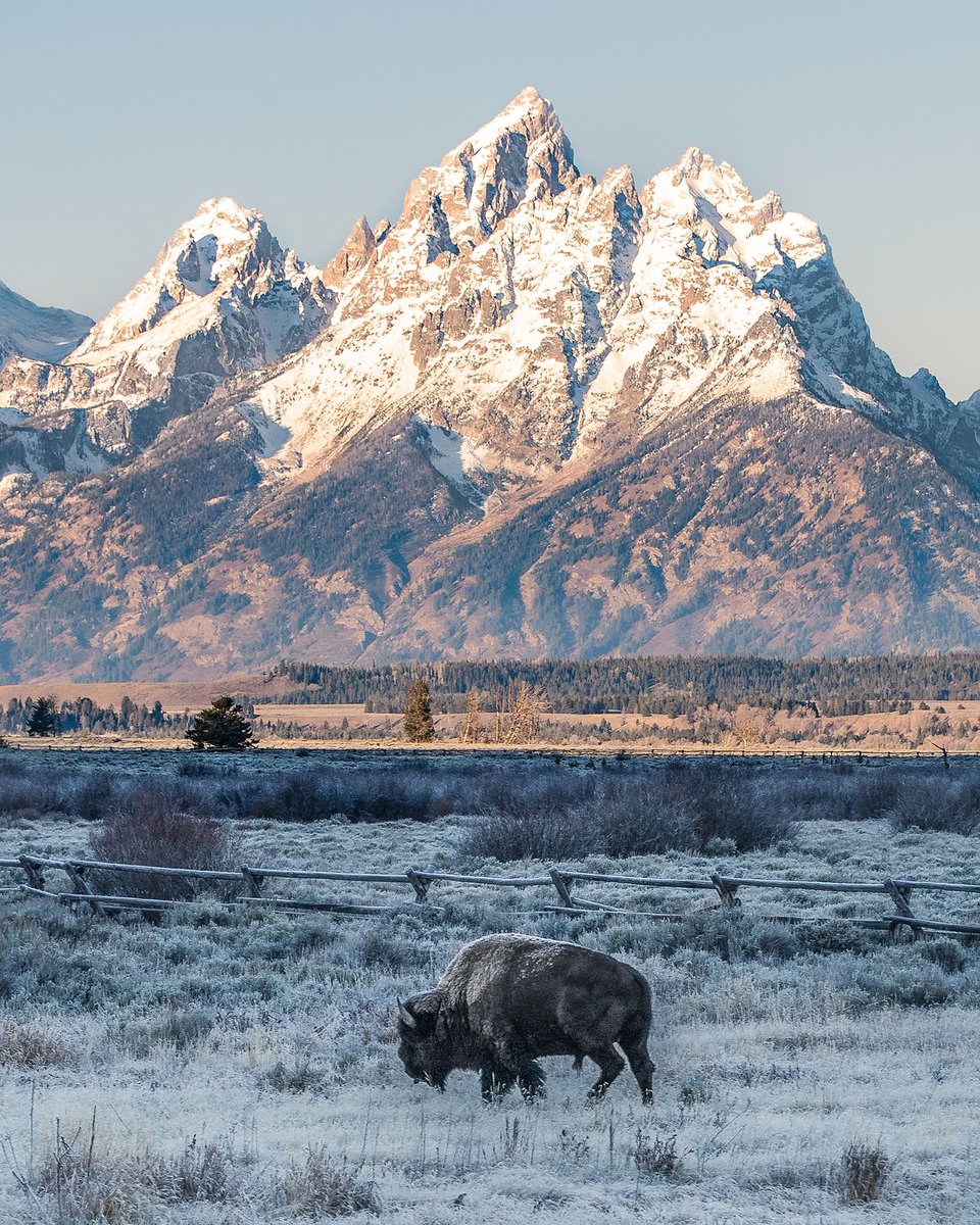 Interior's tweet photo. Beyond beautiful is the only way we can describe this pic @GrandTetonNPS by Josh Packer #Wyoming #bison https://t.co/YWmJyWh1NB