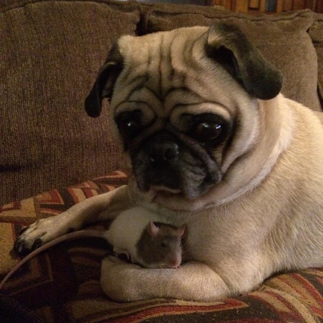 lorioflou's tweet image. #pugchat is trending and is the best hashtag ever. Meet my guy, Appa, and his friend Spencer. They cuddled on NYE.