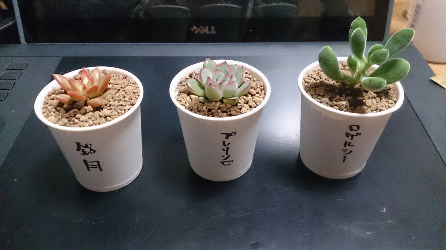 Uzivatel すんすんすーん Na Twitteru この間かった寄せ植えを解体 化粧砂から救出しました 内容はロゲルシー 銘月 プレリンゼでした プレリンゼは花うららとリンゼアナの交配種だそうで 友達に教えてもらいました 多肉植物 ロゲルシー 銘月 プレリンゼ