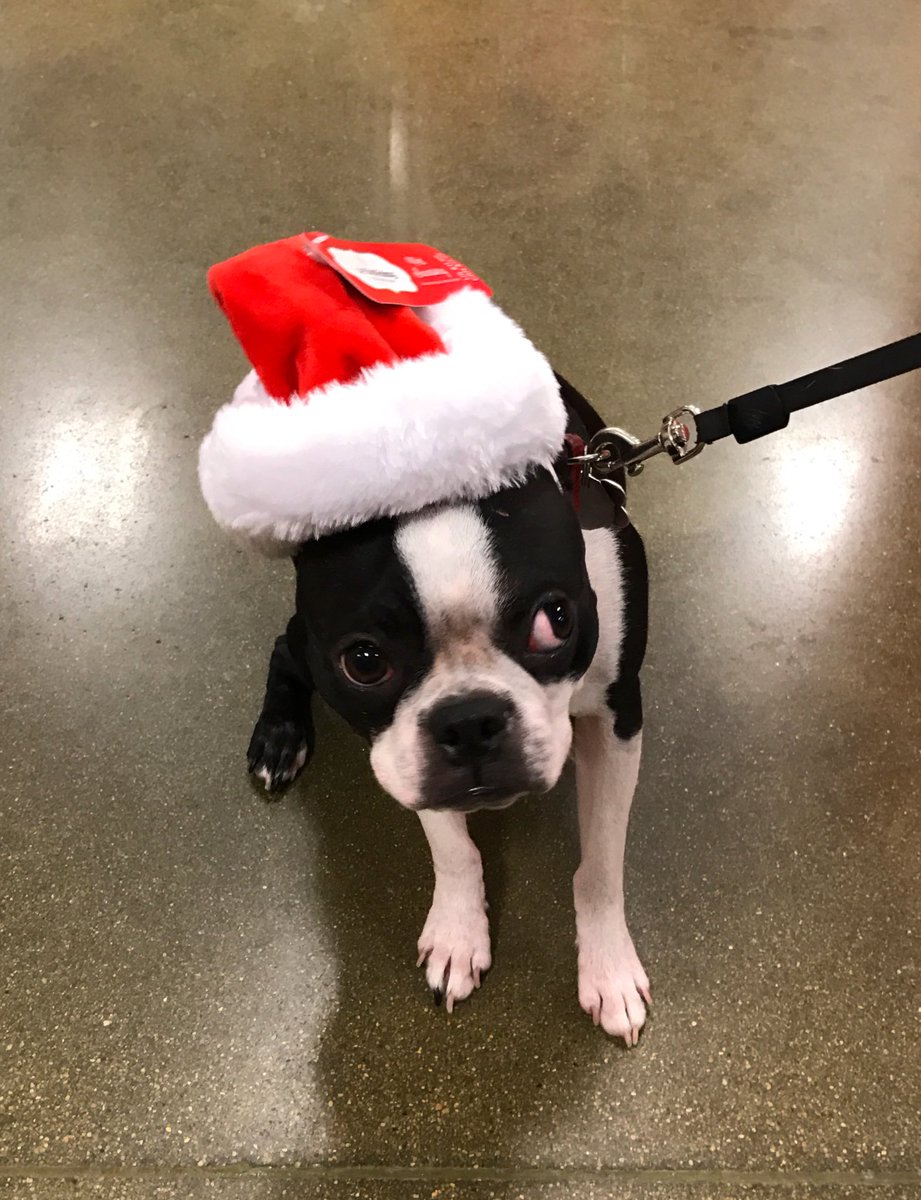 Merry xmas  #pawtoes