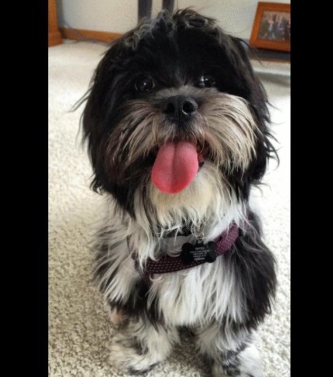 RiffelAllison's tweet photo. @girlposts @coolstorybreee posting this because I love my dog and because I want to be able to come back and look at all of these pics ❤️ https://t.co/cLHAX0dlVU