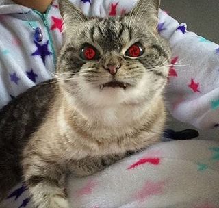 otonganggi's tweet photo. Kucing pemilik mata saringgan wkwk
@NarutoFansIND https://t.co/5rn2m3FrY6