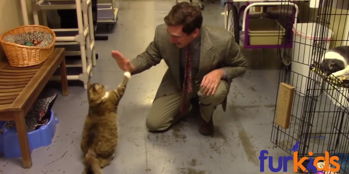 HuffPost's tweet image. Animal shelter’s hilarious cat commercial is a low-budget masterpiece huff.to/2iBDNtf