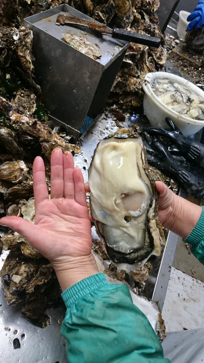 牡蠣ってこんなに大きくなるの 宮城で採れた牡蠣がデカすぎる 牡蠣大好きだけどここまでデカイとちょっとキモイ Togetter 牡蠣ってこんなに大きくなるの 宮城で採れた牡蠣がデカすぎる 牡蠣大好きだけどここまでデカイとちょっとキモイ Togetter