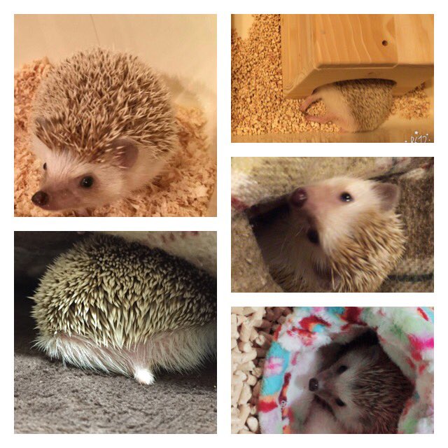 B31N6's tweet photo. ハリネズミ垢です💕
5ヵ月になるハリネズミのメスを飼ってます😻
ハリ飼いさんとたくさん繋がりたいです！
フォローお願いします🤗 https://t.co/II6G8Nb3sP