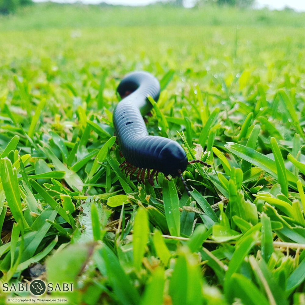 SabiSabiReserve's tweet photo. This beautiful millipede is enjoying the fresh green grass just as much as we are! #Smallthings #CompleteSafari https://t.co/SROBsozuj7