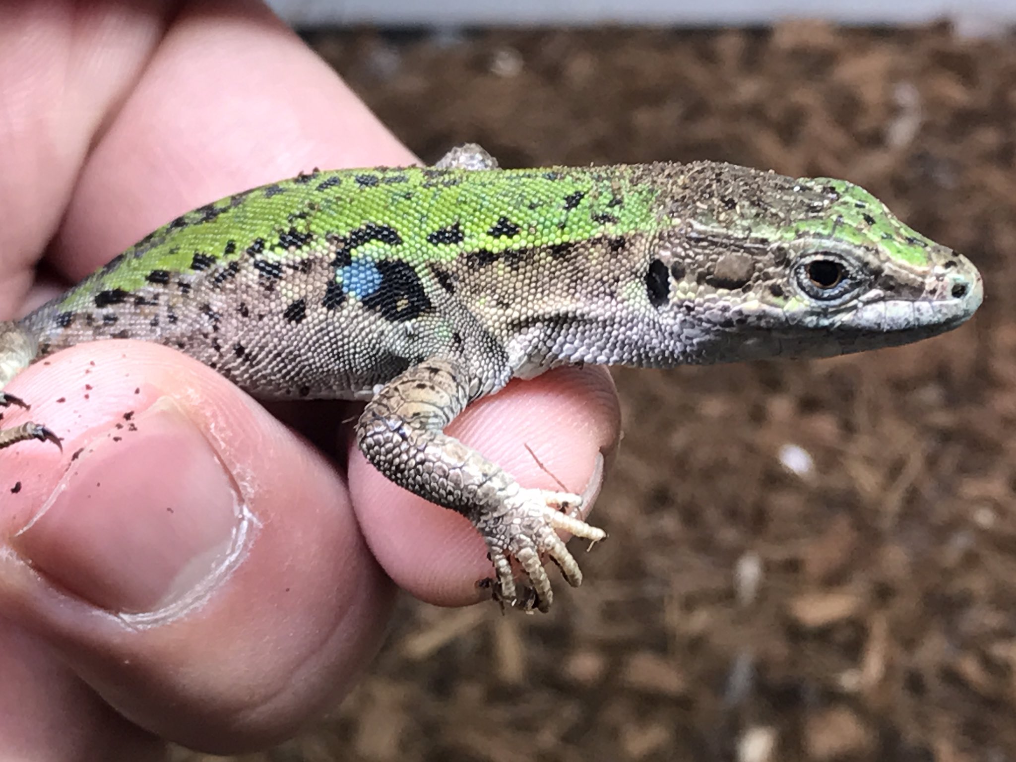 カナヘビ ニワカナヘビ - Wikipedia