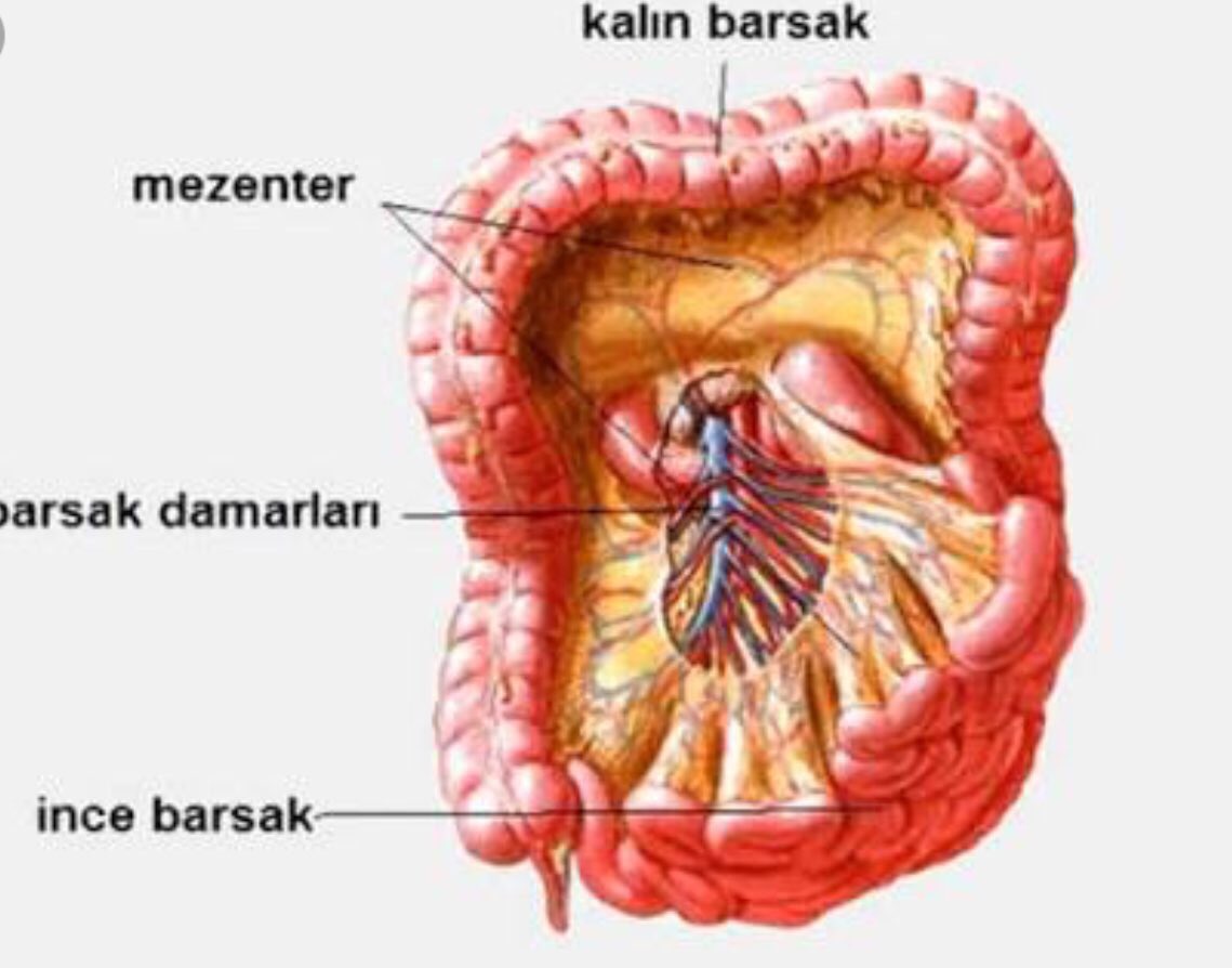 Aysenur Asuman Ugur On Twitter Mezenter Insan Vucudundaki 79