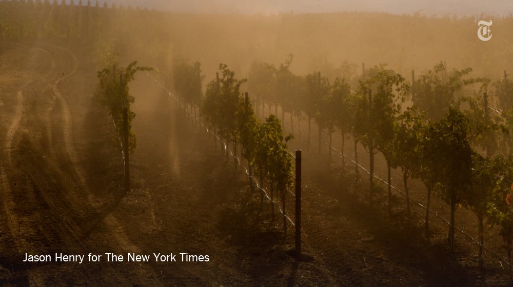 nytimes's tweet photo. Winemakers in California are using owls, falcons and drones to adapt to drier conditions https://t.co/3IFnUQQPzJ https://t.co/rwoawx9nKM