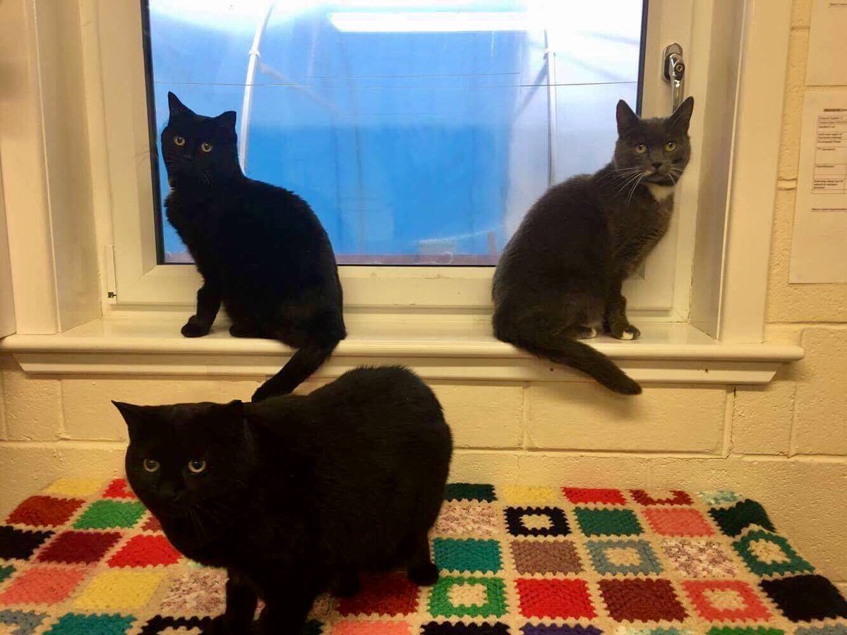 BBCNorthEast's tweet photo. Please help miaowt...and me...and me... @ScottishSPCA seeks home for three cats which have been together all their lives, after owner died. https://t.co/as6y3JfA7I