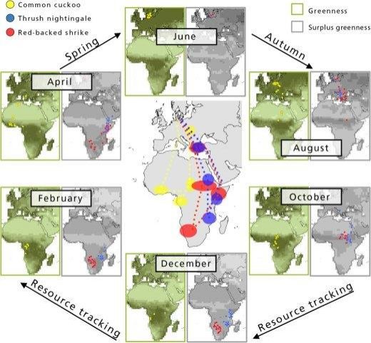 Resource tracking within and across continents in long-distance migrant birds bit.ly/2hTYTDQ #OA @Kasper_Thorup @ScienceAdvances