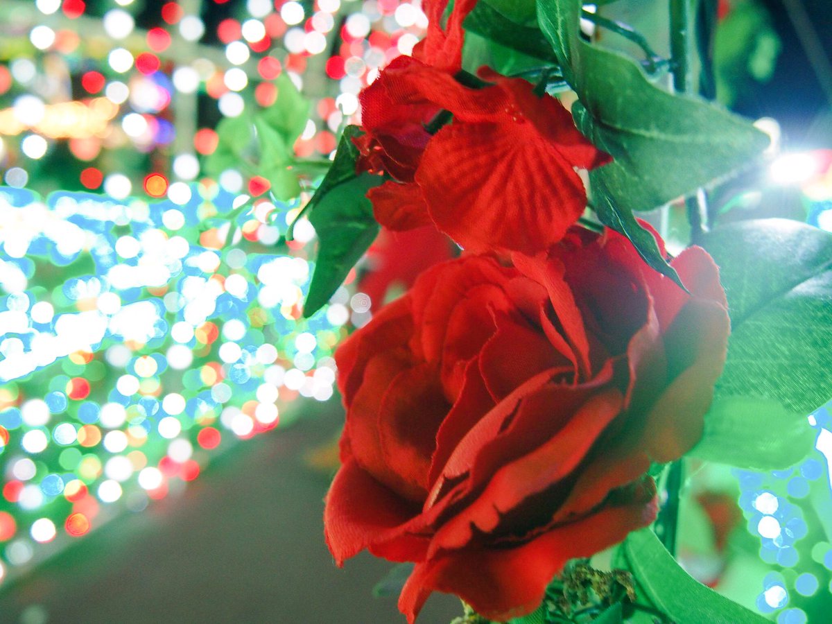 _azuly_24's tweet photo. 【 #拡散希望 】
この前クリスマスに便乗して大学の友達とイルミネーション撮りに行ったんだけどその時に私が撮った写真🙈🌉✨見て見て😍❤️
https://t.co/lmaxR6teSP
綺麗だな、と思ったら投票と #ミスオブサークル のタグ付きツイートのRTしてくださ���😔😔🙏🏻💗 https://t.co/9oDkZ32lpQ
