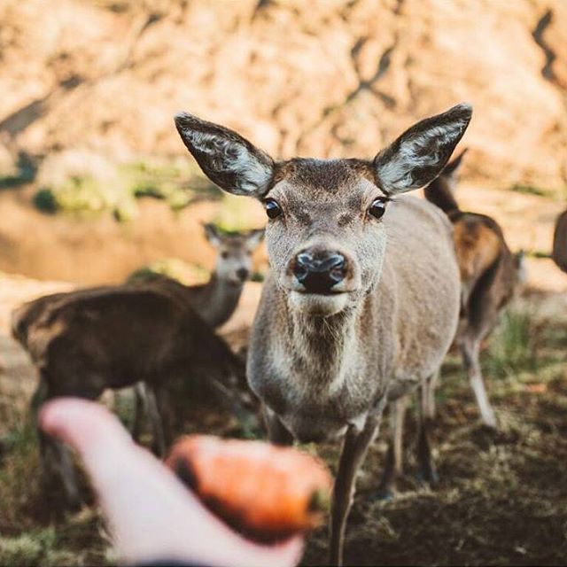 VisitScotland's tweet photo. It's not just Santa's reindeer that like carrots, as tomhardies on #Instagram found out in Glen Etive, #Highlands 😃 https://t.co/rQHANUtMQO