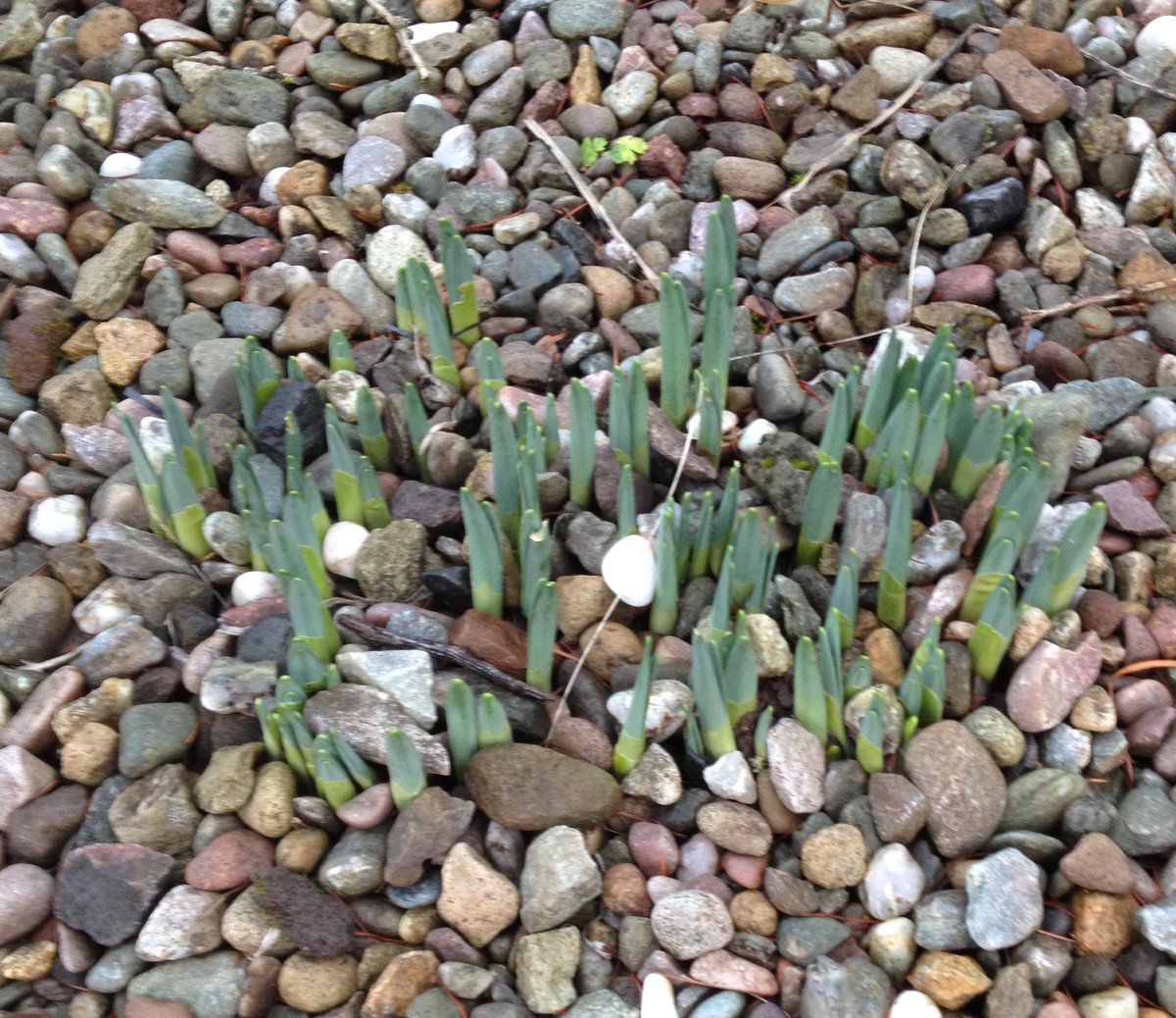 Spring bulbs forcing their way through in early January. Yay!
