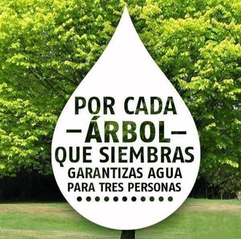 ecosolutionsO2's tweet image. Adopta un arbol#mañana tus hijos tendran agua para beber.