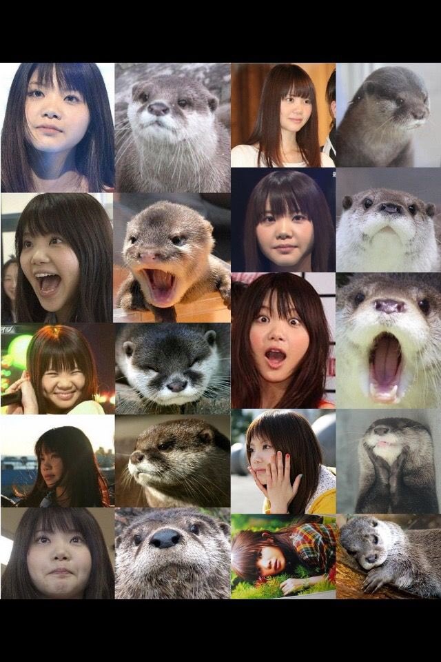 いきものがかり 似てる動物はカワウソなのかを画像比較 吉岡聖恵の身長が意外