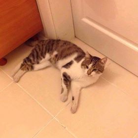 Mudur, Istanbul Beylikduzu Guzelkent Sitesi Adakent civarinda kaybolmustur. Irtibat: 0537 417 35 60. Ismiyle cagrildiginda geliyor.