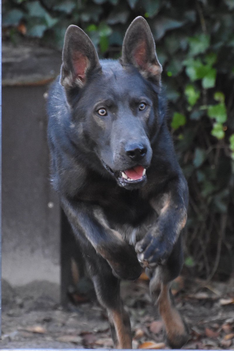 Nice picture of Draggo. Really focused.