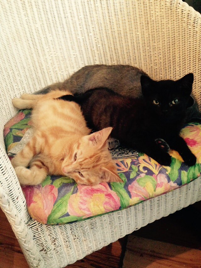 9Muscateers's tweet image. Our #ThursdayThought is for #Heisenburg who is having an op on his ear this morning. We can&apos;t wait till your home dude xxx #blackcats #cats