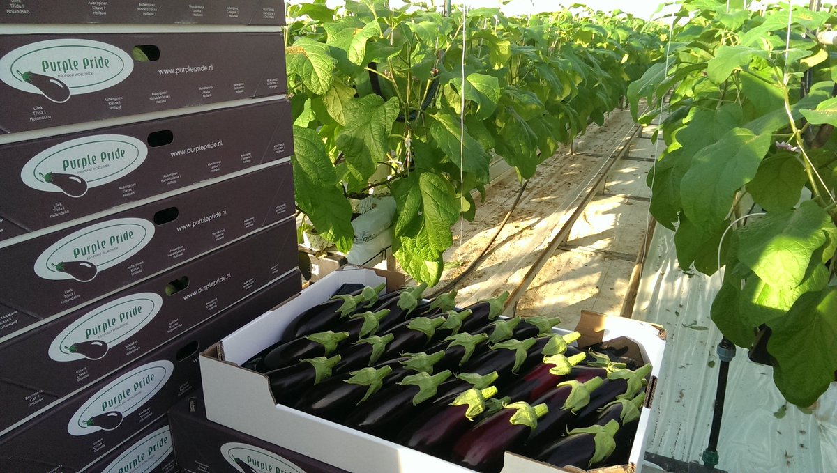 jgroenewegen's tweet image. Ze zijn er weer!  Hollandse Nieuwe #purplepride