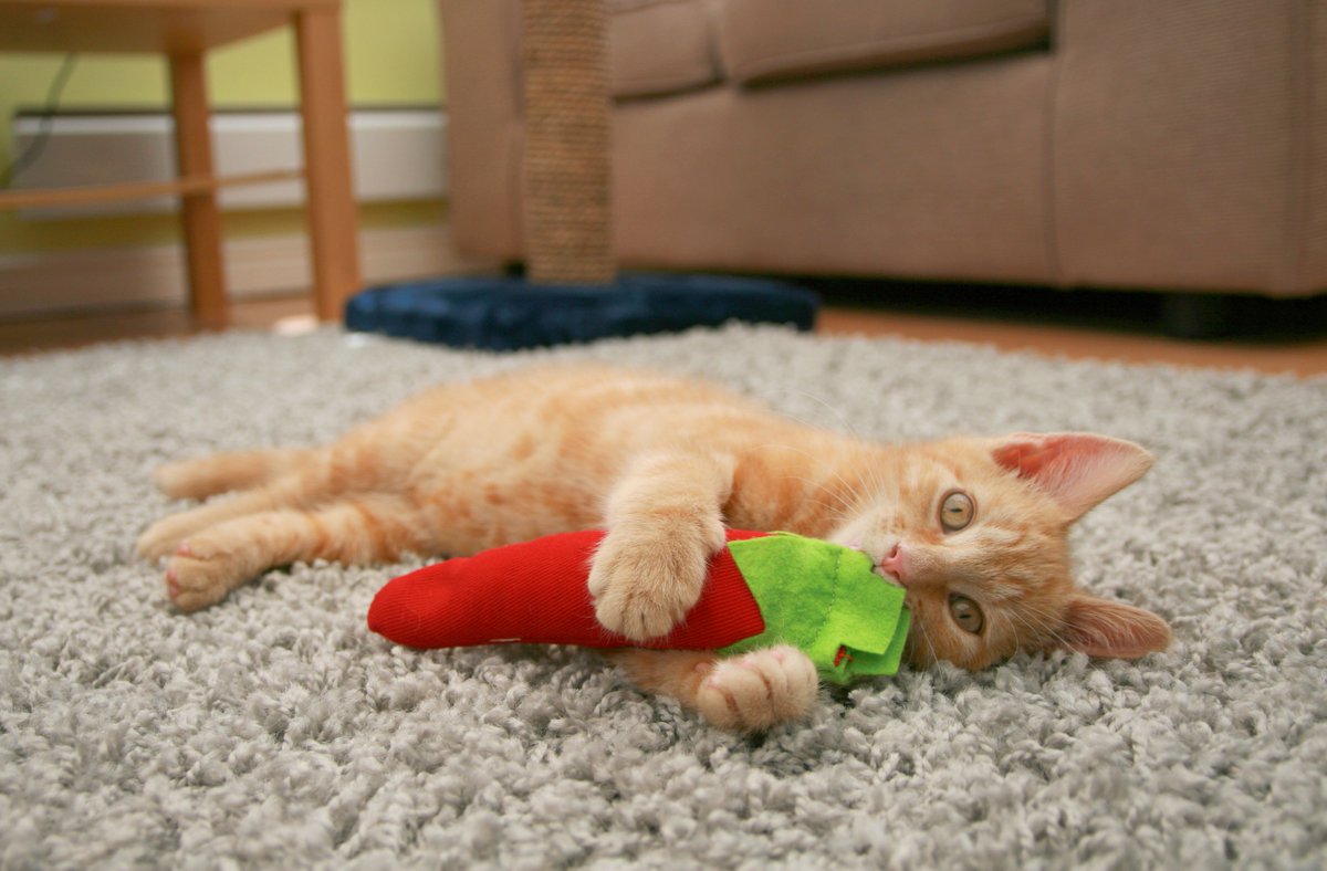 BAM_Catnip's tweet image. There&apos;s so many brilliant things you can do with our amazing BAM Catnip! Why not get your&apos;s now!