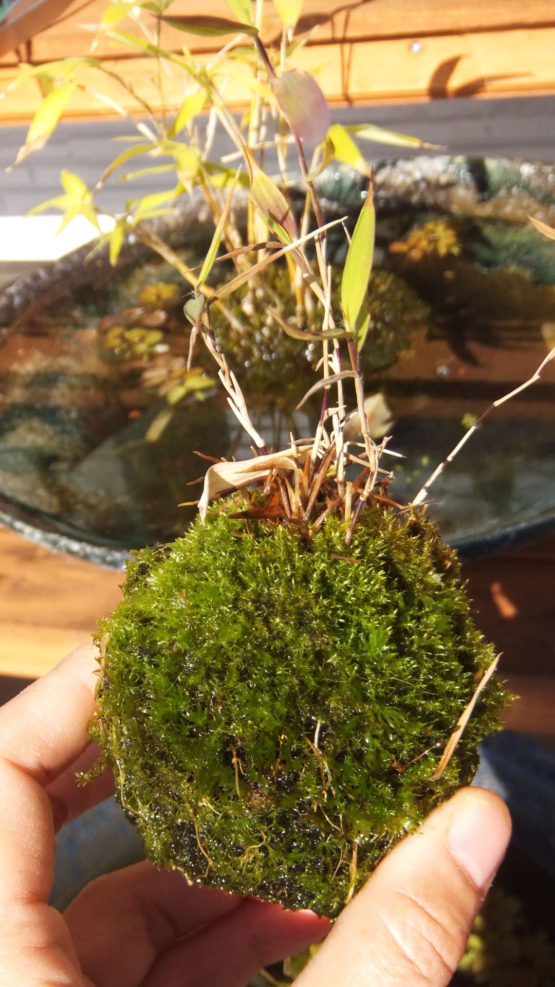 5ｃｍ盆栽 ホウオウゴケ 苔 Moss 水生植物 1 2にアップした苔玉 作り立ての9 24の写真 後半2枚 見つけました いや 意外と茂りました ちなみに下1 4くらいは水に浸るのでウィローモスにしてます 涼しいと苔元気ですね 夏どうなるのかな