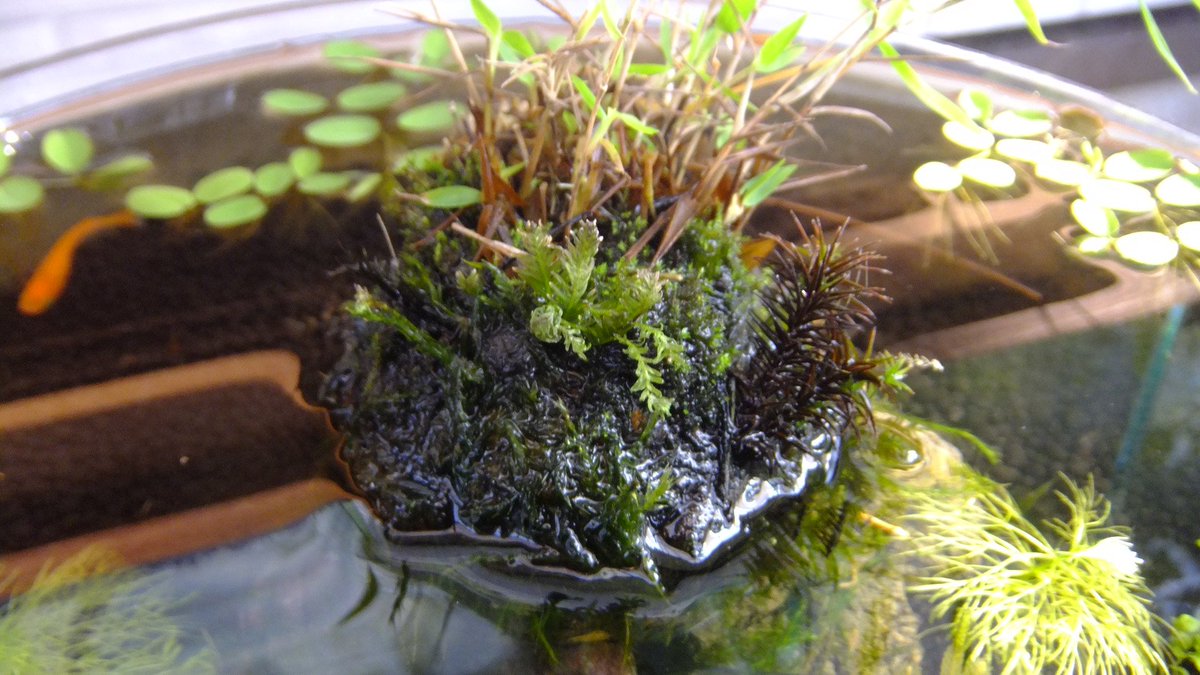 5cm盆栽 ホウオウゴケ 苔 Moss 水生植物 1 2にアップした苔玉 作り立ての9 24の写真 後半2枚 見つけました いや 意外と茂りました ちなみに下1 4くらいは水に浸るのでウィローモスにしてます 涼しいと苔元気ですね 夏どうなるのかな 5cm盆栽 ホウオウゴケ 苔 Moss 水生植物 1 2にアップした苔玉 作り立ての9 24の写真 後半2枚 見つけました いや 意外と茂りました ちなみに下1 4くらいは水に浸るのでウィローモスにしてます 涼しいと苔元気ですね 夏どうなるのかな