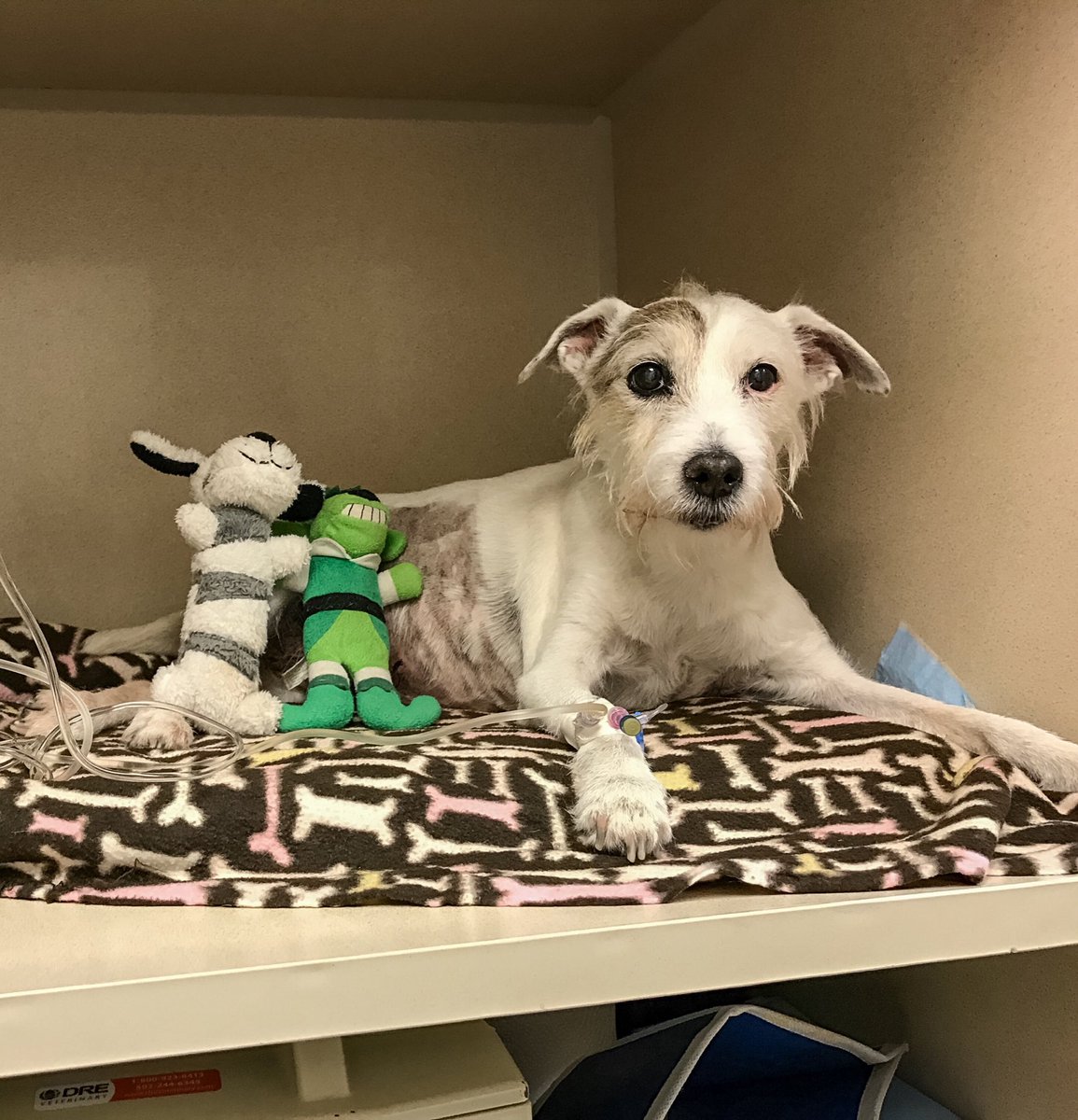 BrentSteffensen's tweet photo. Our man #MrMogley is having some hard times right now. Please keep him in your thoughts for us. Thanks for all the love you've shown him. https://t.co/8WjqboEBxs
