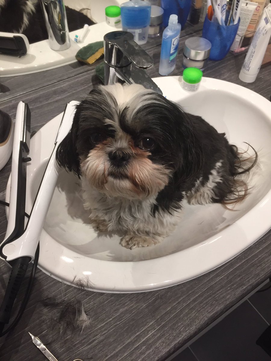 ZBortolus's tweet photo. je lui coupais les poils et regardez sa tête elle est trop triste https://t.co/o5UGmjsVDP