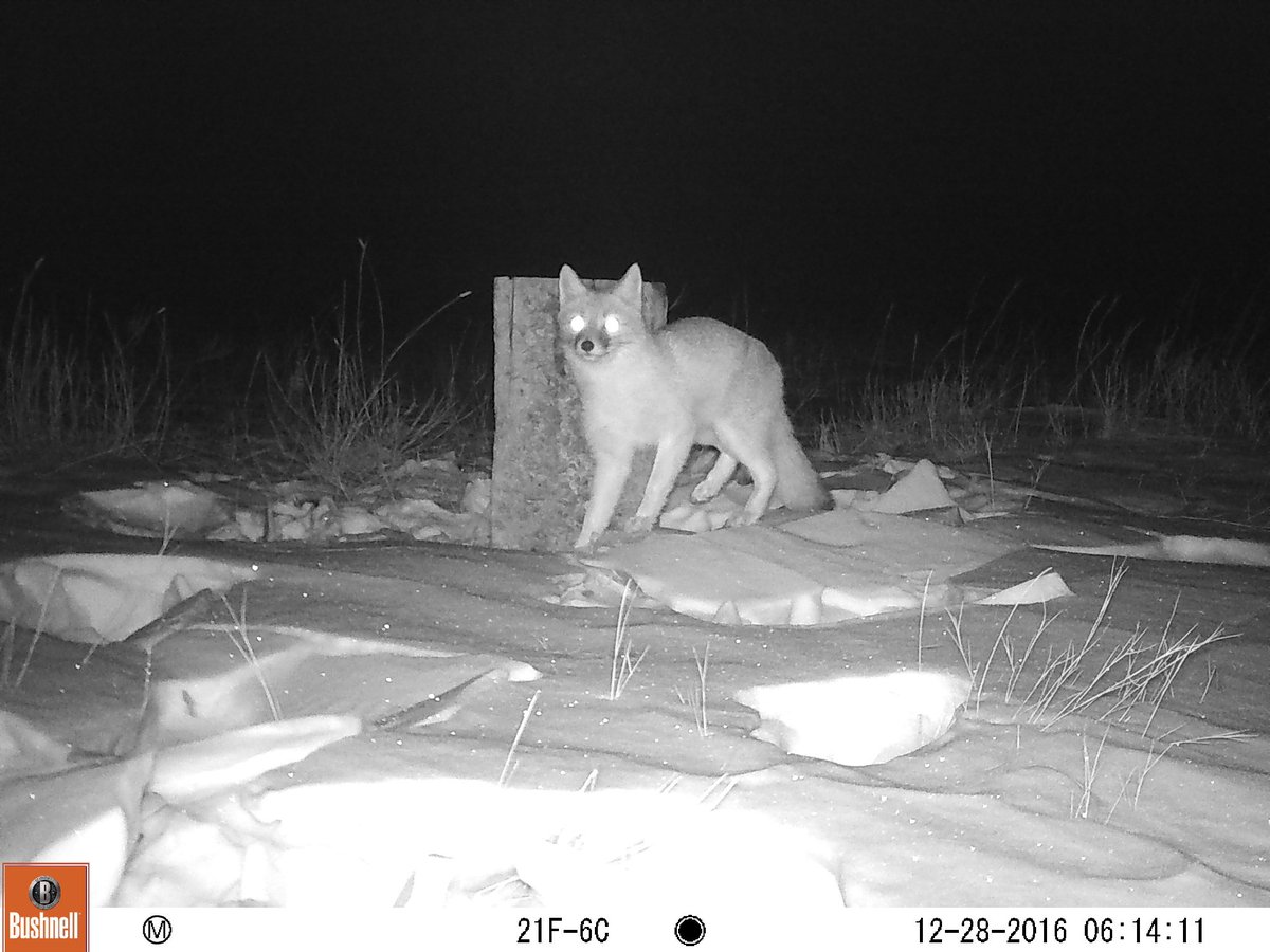 ARButler89's tweet photo. Some how I missed S in #CameraTrapABC ! S is for #swiftfox of course! @JamesBeissel https://t.co/VI0IAAIi8O