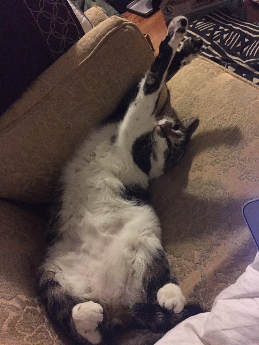 MySlowMoCat's tweet photo. Roger's an active sleeper! #actionnap #cute #cats #catsoftwitter #fluffyfursday #napcat #catnap #sweetkitty #cutecat https://t.co/ZrloIy46X8