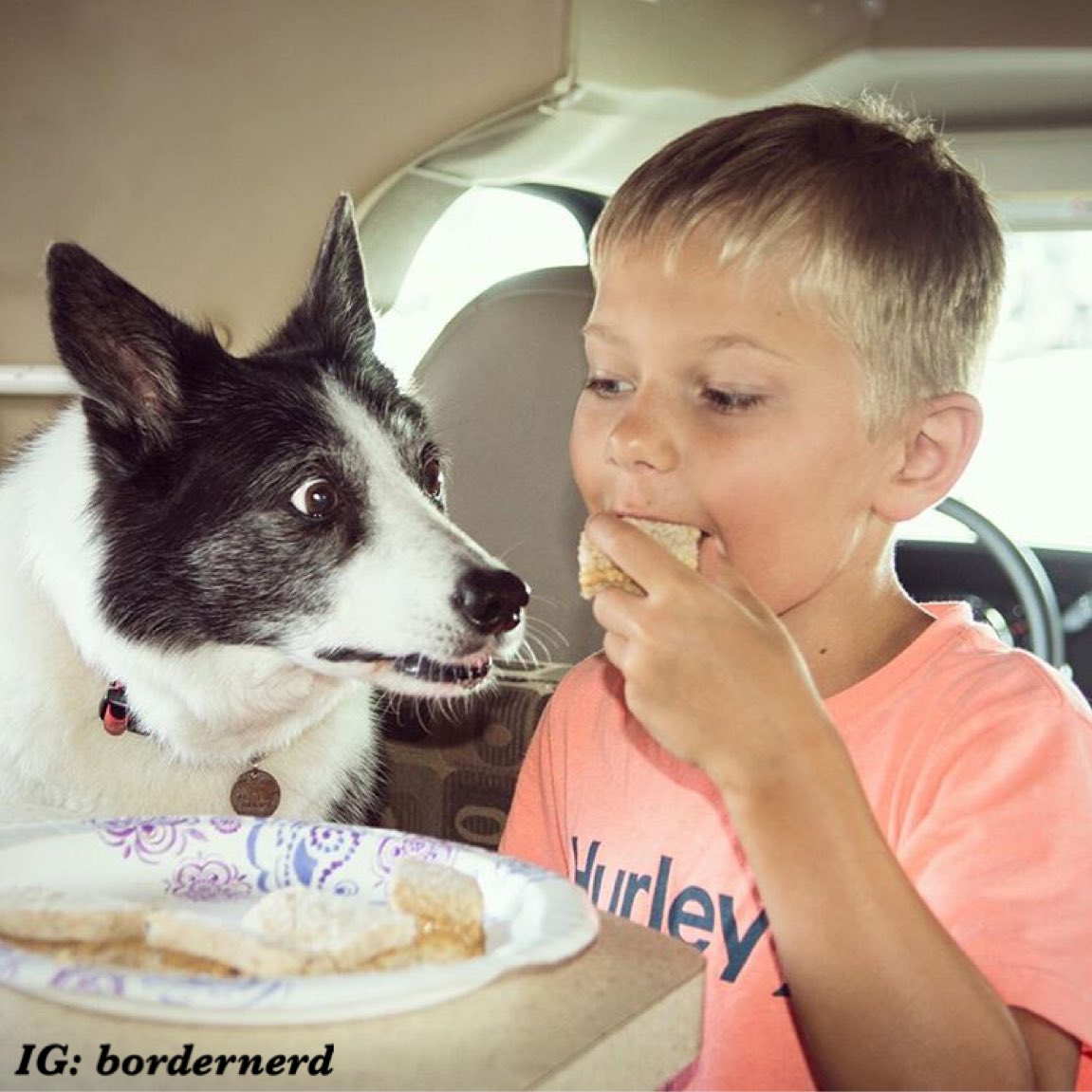 dog_rates's tweet image. This is Jazzy. She just found out that sandwich wasn't for her. Shocked and puppalled. 13/10 deep breaths Jazzy