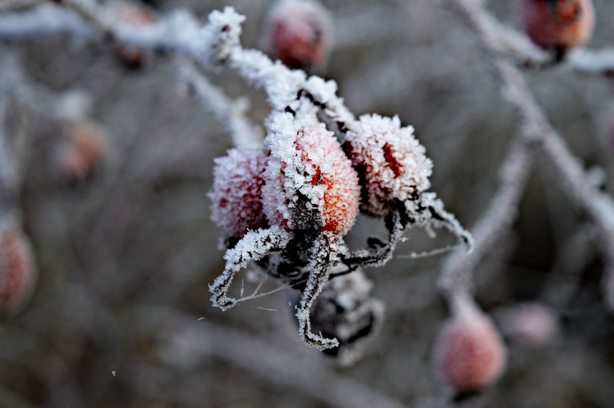 timlay98's tweet image. #frosty #NikonD3200 #cold