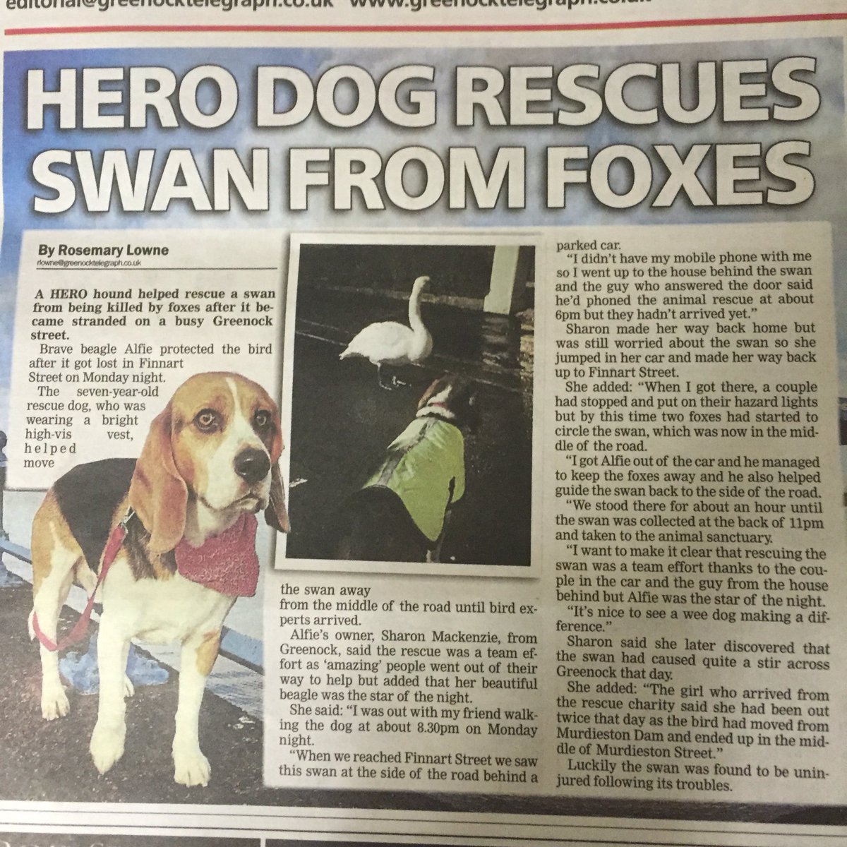 Beagle Welfare pup becomes a hero. <a href="/BeagleWelfare/">Beagle Welfare</a> 🐶❤️😊 #beaglewelfare #hero #security