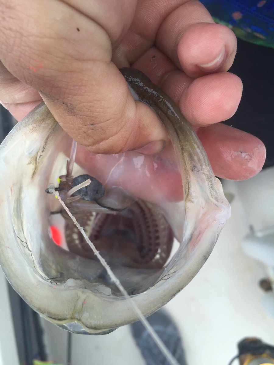 PurpleWormCo's tweet photo. Who needs live bait when @Egretbaits makes them look better @skiff_life @NationalAngler @flsportfishing https://t.co/JOQdcfOhIl