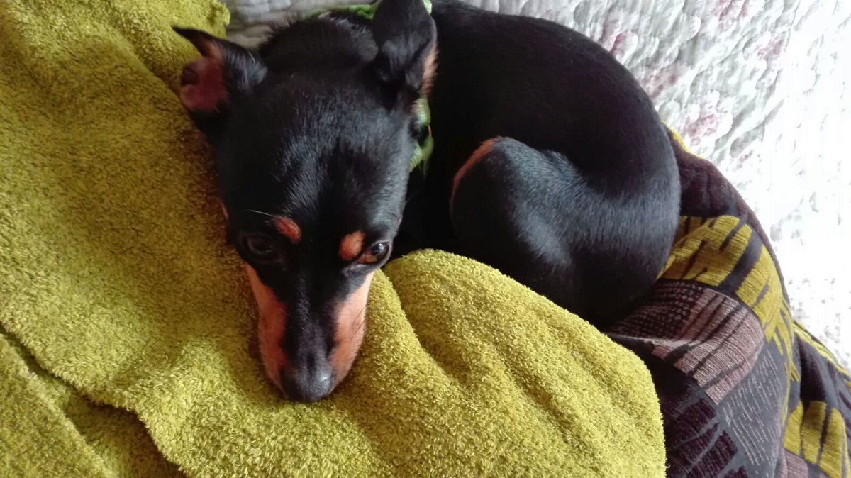 Saritag14's tweet photo. Lolita es como una persona. Lolita tb está triste😔 https://t.co/JNZ7SDclHV