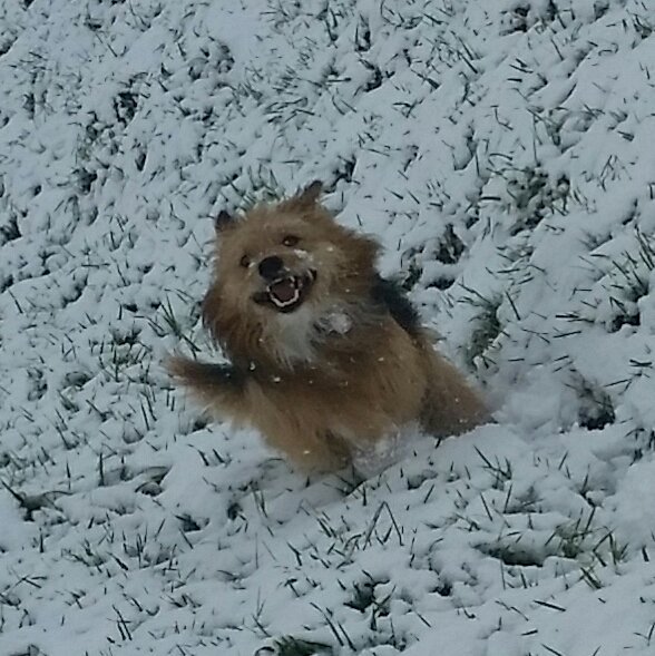 GalacticaMStar's tweet photo. @thebunz101 I see your two #beauties  and I raise one #Wookie  in the #snow! 
🌧☃🌧 https://t.co/V8YP2py7JN