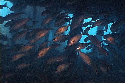 DiveTech3's tweet image. Melhor época do Ano, Abrolhos no próximo mês! #DiveTech #Abrolhos #Naufragio #arquipélago #chapeirões #Liveaboard facebook.com/mergulhoturism…