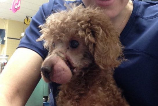 newssaskatchewa's tweet photo. $5K reward offered in case of poodle with muzzle bound shut https://t.co/HHIW9mI6Cj https://t.co/HaZUcQB3Pr