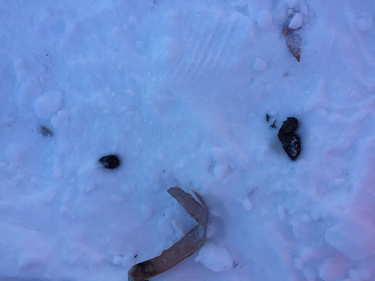jennifergreseth's tweet photo. Scat, tracks, what was that? @CMSWolfRidge https://t.co/AQxKaY547s