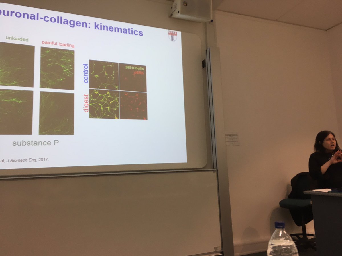 darione581's tweet image. Inspiring presentation from @WinkelsteinLab showing great #multiscale analyses and highlighting inputs for #MSKmodelling. #SpiRef