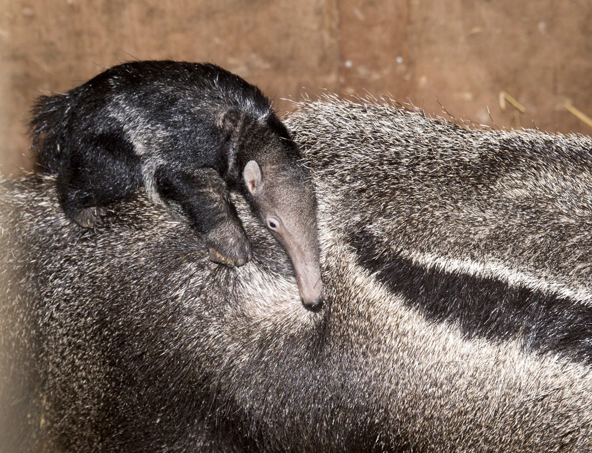 Zooparc De Beauval Voici Missi Notre Bebe Fourmilier Geant Ne Le Novembre Dernier T Co Djmc5y2qvp Twitter