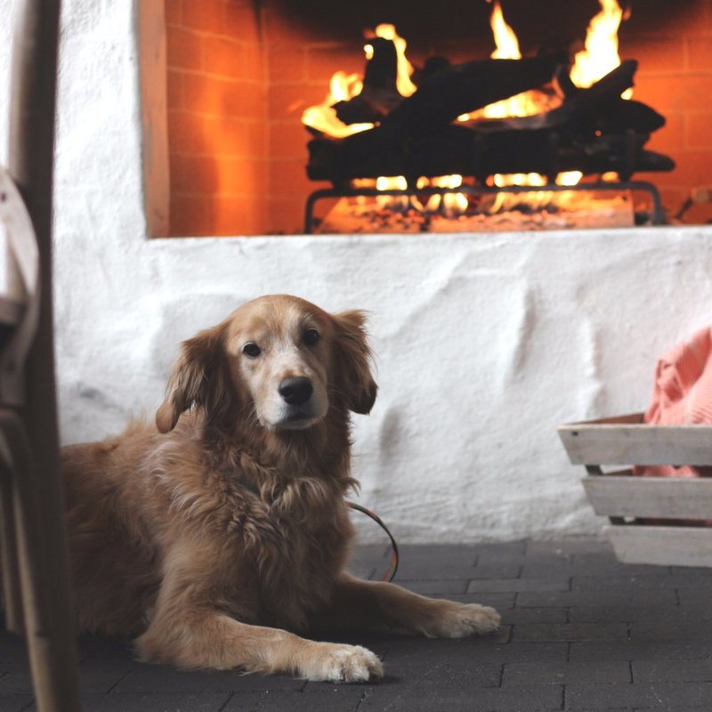 PatioGoldfinch's tweet photo. Why can't I just stay here all day...pretty please? 🐶

#BringFido #ThePatioOnGoldfinch https://t.co/TIThPy3pvH