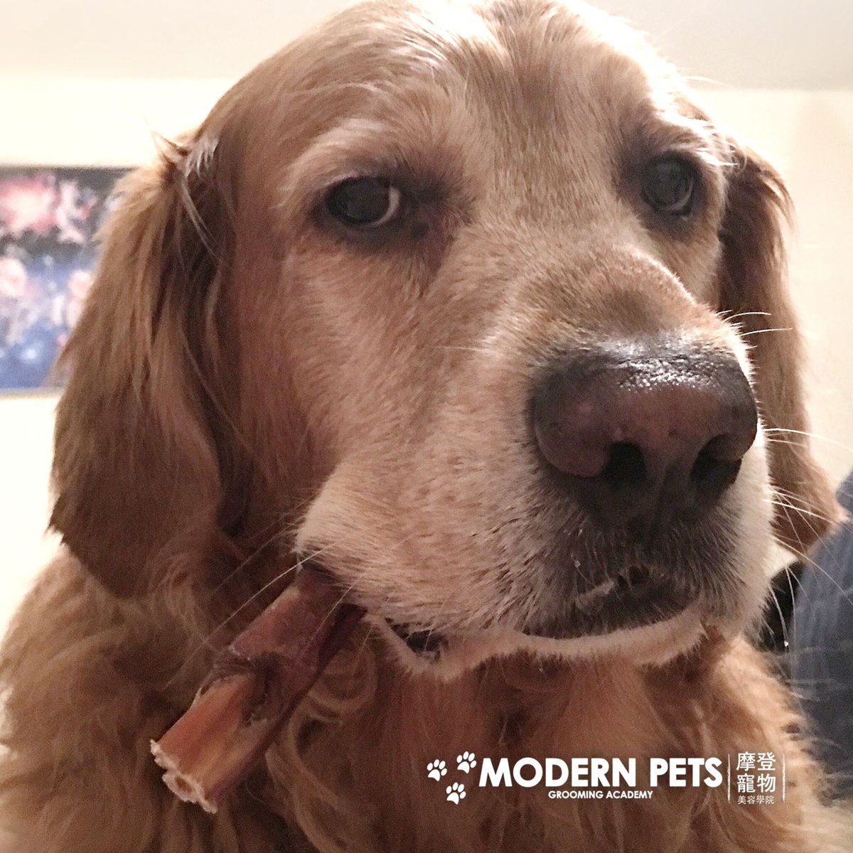 ModernPetsTO's tweet photo. You .. uhhh. #NeedSomething? https://t.co/8PChoGTpyw