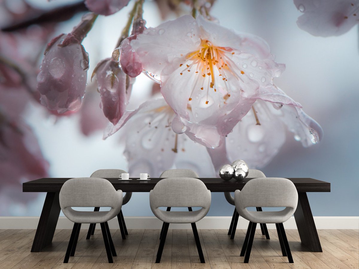 wallsaucecom's tweet photo. Bring the outdoors in and warm up your decor with a stunning wall mural from our @NickJshoots collection https://t.co/MO14tqQ4CO https://t.co/jmRDCkvDMl