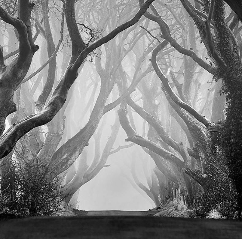 lens_shutter's tweet photo. The forest beckons... captured in foggy Ireland. Manfrotto tripod used for the crispest shot. 📷 via @hubert.leszczynski.photography https://t.co/POQe5TyAJH