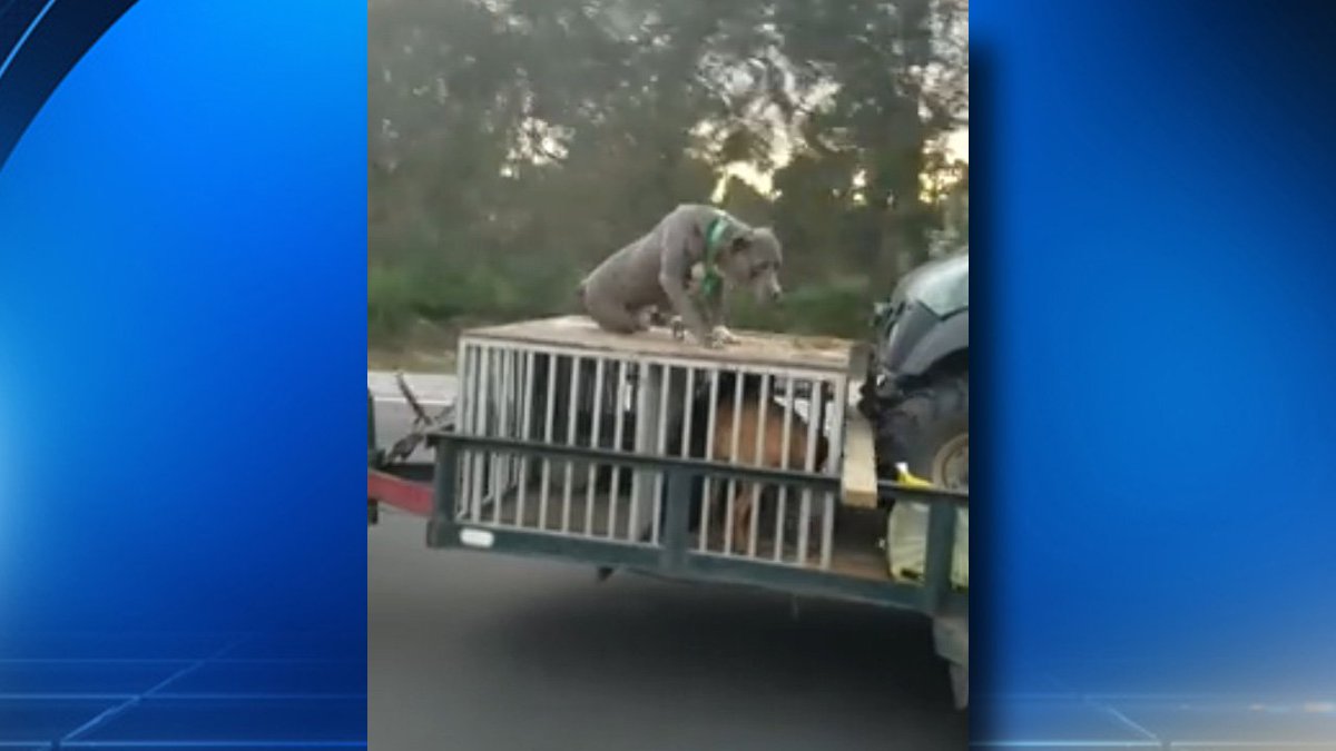 WATCH VIDEO Dog sitting on top of cage pulled behind SUV on I-95 bit.ly/2iLUOOu https://t.co/TrDKvs8Cqj