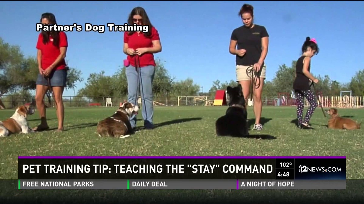 partnersdogs's tweet photo. #ThrowbackThursday #TRAIN your pup to STAY!
RT for your #dogloving friends 🐾
@EVBLive https://t.co/NiYszCsyus