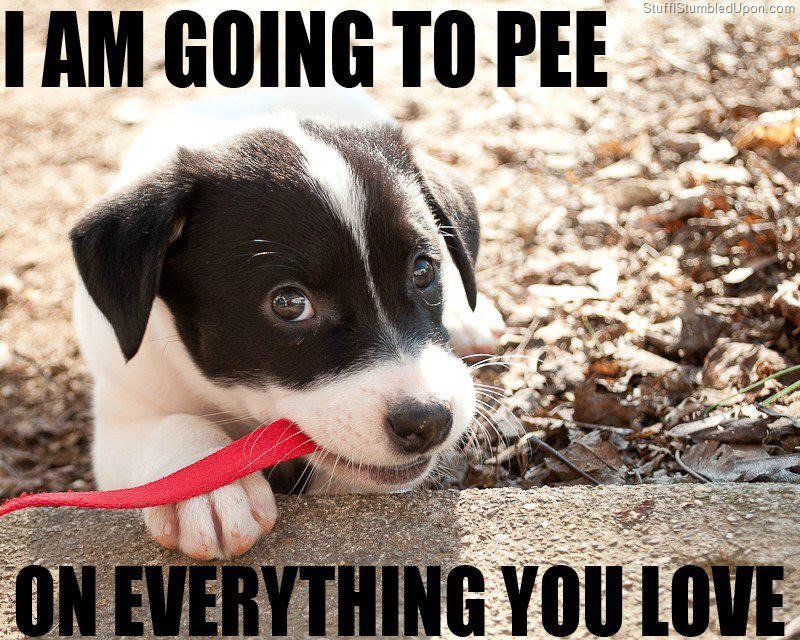 IHateMyGFsPet's tweet image. Nothing like a pet committed to their cause, lol. #itsathinline