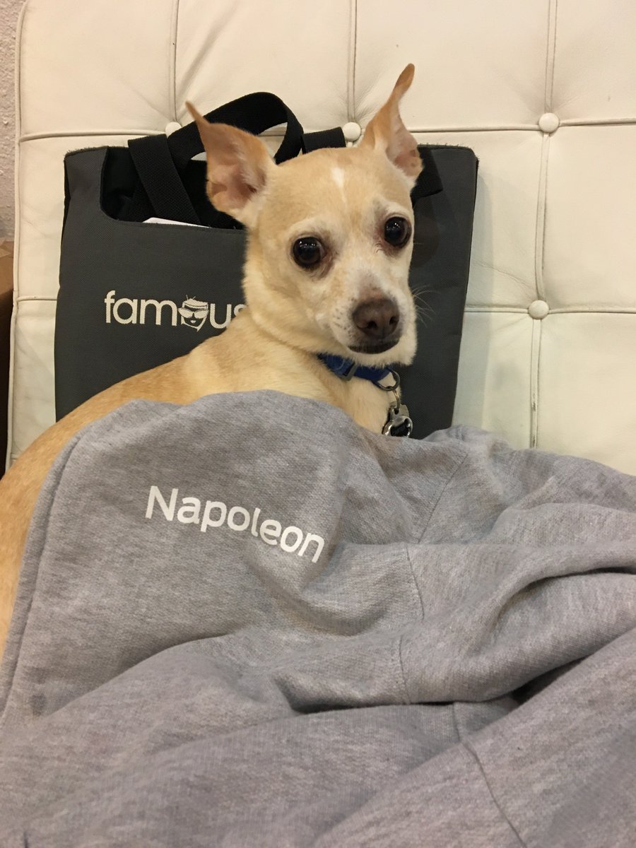 FamousFrames's tweet photo. #Branding @napoleongroup #famousframes #dogsoftwitter #dogs #art #DogModel https://t.co/uxqSok5mUP